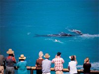 Whale Watching At Head Of Bight - St Kilda Accommodation