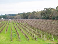 Dennis Wines - Mackay Tourism