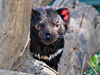 Trowunna Wildlife Sanctuary - Accommodation Tasmania