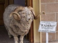 Tasmanian Wool Centre - Accommodation ACT
