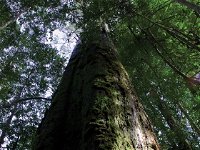 Styx Big Tree Reserve - Attractions Brisbane