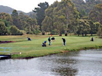 Penguin Golf Course - Attractions Brisbane