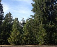 Pialligo Redwood Forest - Accommodation Mooloolaba