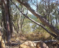 Black Mountain - Tourism Cairns