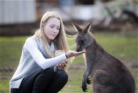 Bonorong Wildlife Sanctuary - Attractions Melbourne