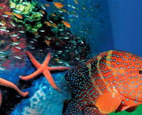 Indo Pacific Marine - Gold Coast Attractions