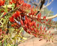 Olive Pink Botanic Garden - Accommodation Perth