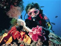 Cook Island Dive Site - Accommodation Mooloolaba