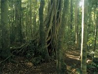 Lamington National Park Binna Burra Section - Attractions Brisbane
