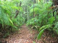 Delicia Road Conservation Park - Accommodation Cooktown