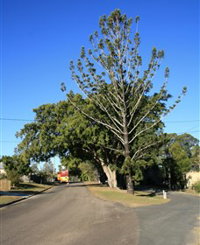 Anzac Avenue Memorial Trees Beerburrum - Accommodation Sydney