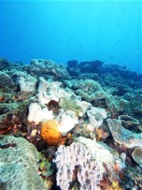 Mudjimba Old Woman Island Dive Site - Accommodation Kalgoorlie