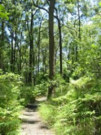 Mapleton Falls National Park - Accommodation Cooktown