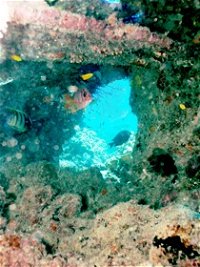 Michaelmas Cay Dive Site - Attractions Brisbane