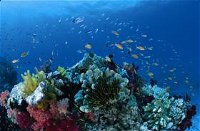 Southern Small Detached Reef Dive Site - Attractions