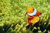 Thetford Reef Dive Site - Whitsundays Tourism