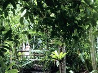 Flecker Botanic Gardens - Attractions