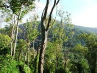 Smiths Track Barron Gorge National Park - Accommodation Sunshine Coast