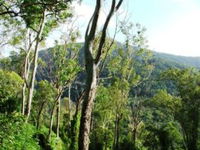 Smiths Track Barron Gorge National Park - Accommodation Mount Tamborine