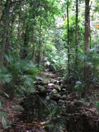Mossman Gorge Rainforest Circuit Track Daintree National Park - Tourism Bookings WA