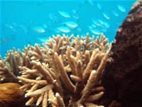 Normanby Reef - Attractions
