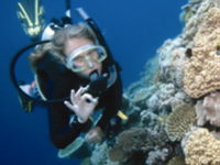 Moore Reef Dive Site - Gold Coast Attractions