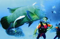 Cod Hole Dive Site - Attractions Brisbane