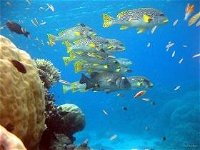 Coral Gardens Dive Site Flynn Reef - Attractions Brisbane