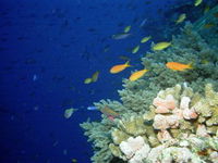 The Three Sisters Dive Site - Accommodation Yamba