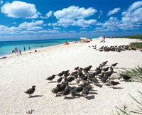 Michaelmas and Upolo Cays National Park - WA Accommodation