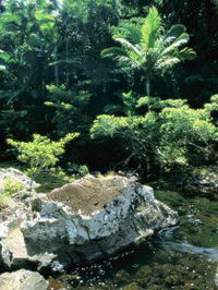 Conway State Forest - Accommodation Airlie Beach