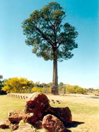 Robbers Tree - Accommodation NT
