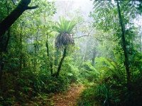 Lamington National Park Green Mountains Section - Accommodation Cooktown