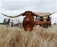Texas Longhorn Wagon Tours and Safaris - Accommodation Redcliffe