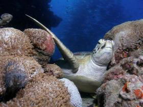 Lady Elliot Island QLD SA Accommodation