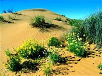 Simpson Desert National Park - Accommodation Gladstone