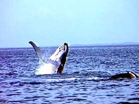 Whale Watching Hervey Bay QLD Mackay Tourism