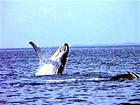 Whale Watching - Accommodation in Bendigo