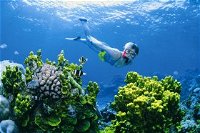 Wheeler Reef Dive Site - Tourism Bookings WA