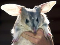 Charleville - Bilby Experience - Attractions Brisbane