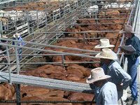 Dalrymple Sales Yards - Cattle Sales - Accommodation Daintree