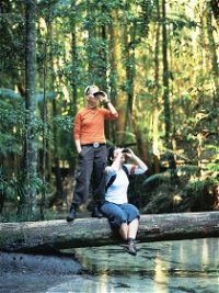Birdwatching on the Fraser Coast - Accommodation Cooktown