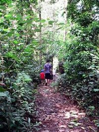 Malanda Falls Rainforest Walk Malanda Falls Conservation Park - Accommodation Resorts