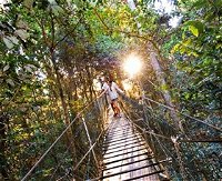Tree Top Walkway - Accommodation Cooktown