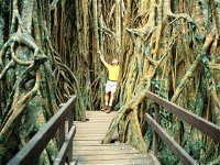 Curtain Fig Tree - Accommodation Cooktown