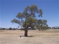 Historic Coolabah Tree - Yamba Accommodation