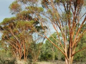 Southbrook QLD Broome Tourism