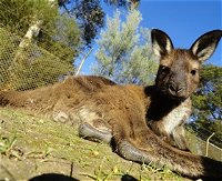 Ballarat Wildlife Park - WA Accommodation