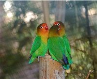 Ballarat Bird World - Attractions Melbourne