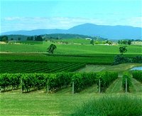 Acacia Ridge Vineyard - Tourism Canberra